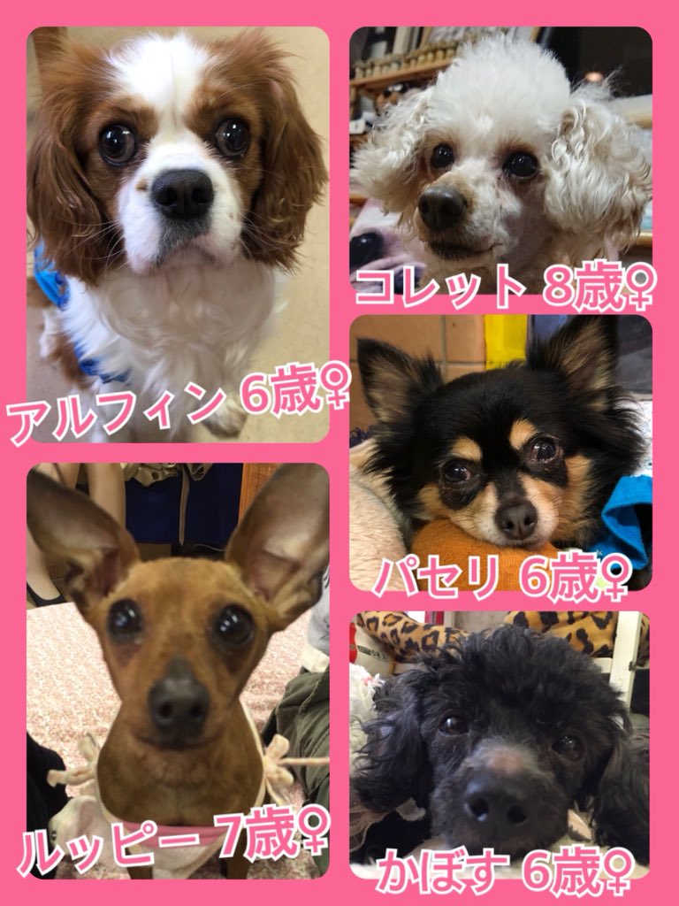 🐾今日の里親様募集中ワンコ🐶メンバーです🐾2019,4,13